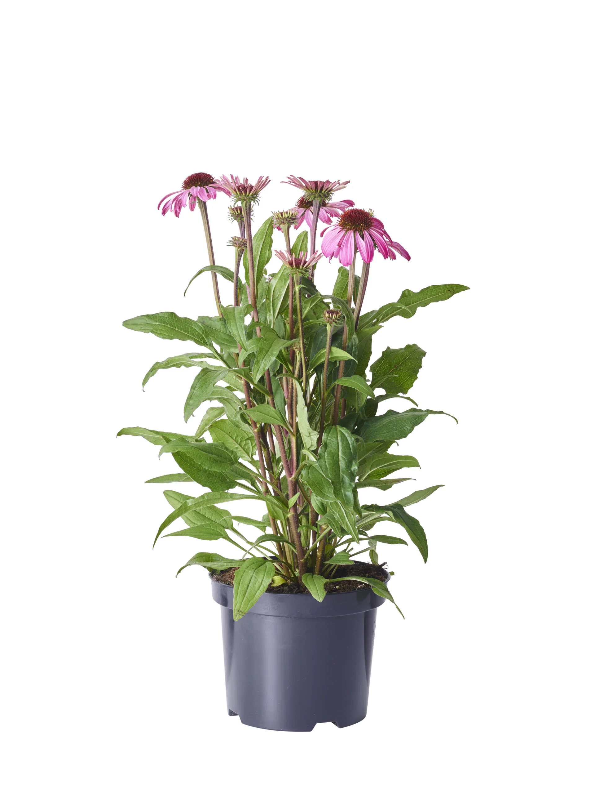 Echinacea purpurea Pink Purpursolhatt Ø19 cm