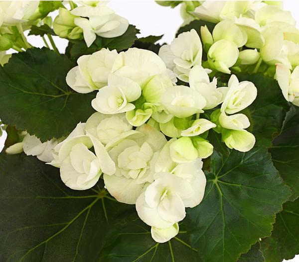 Elatior-Begonie - Begonia elatior