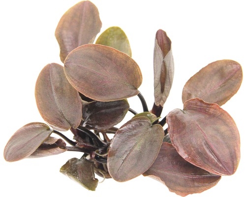 Meebold's Lagenandra meeboldii Rood