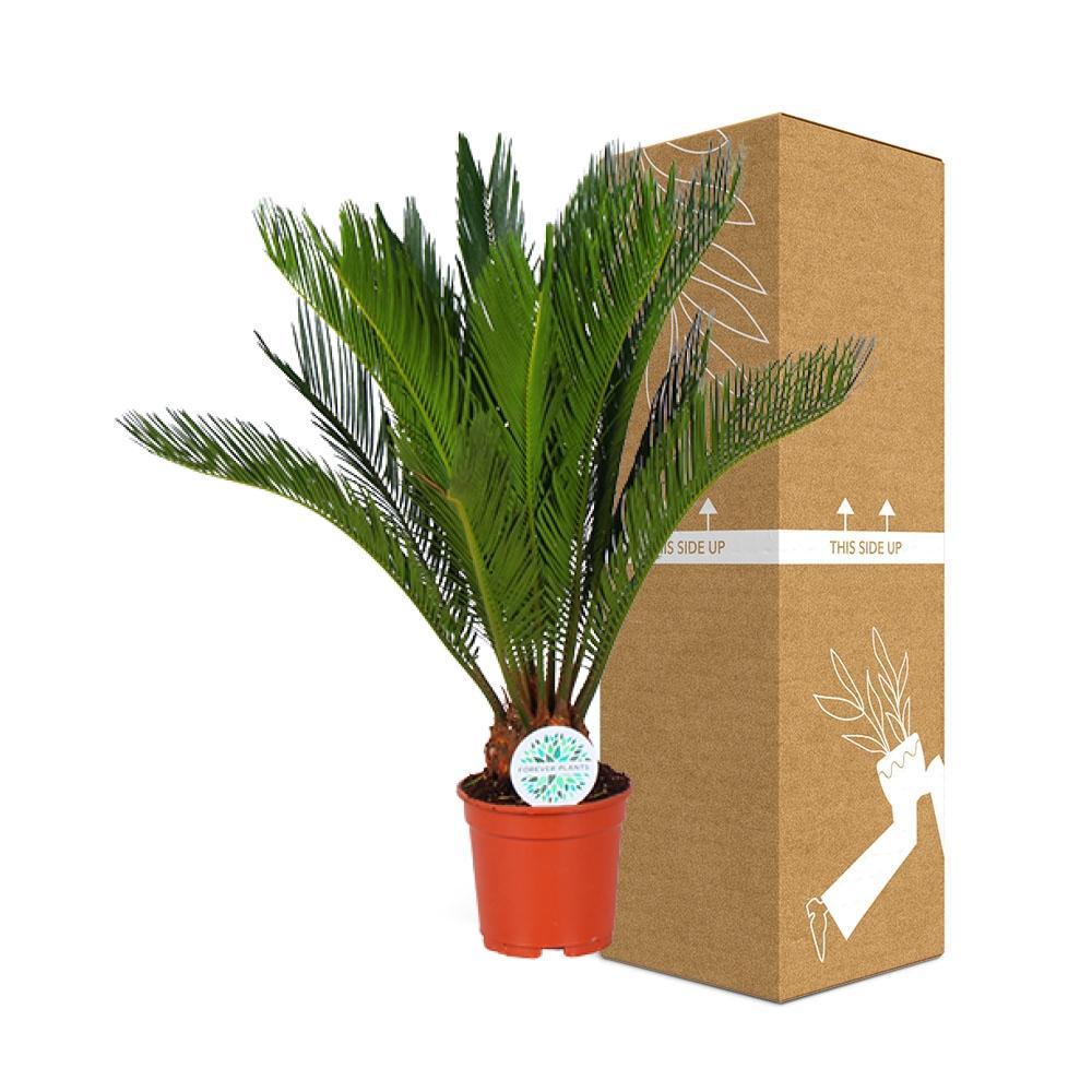 Plante d'intérieur - cycas revoluta 70.0cm