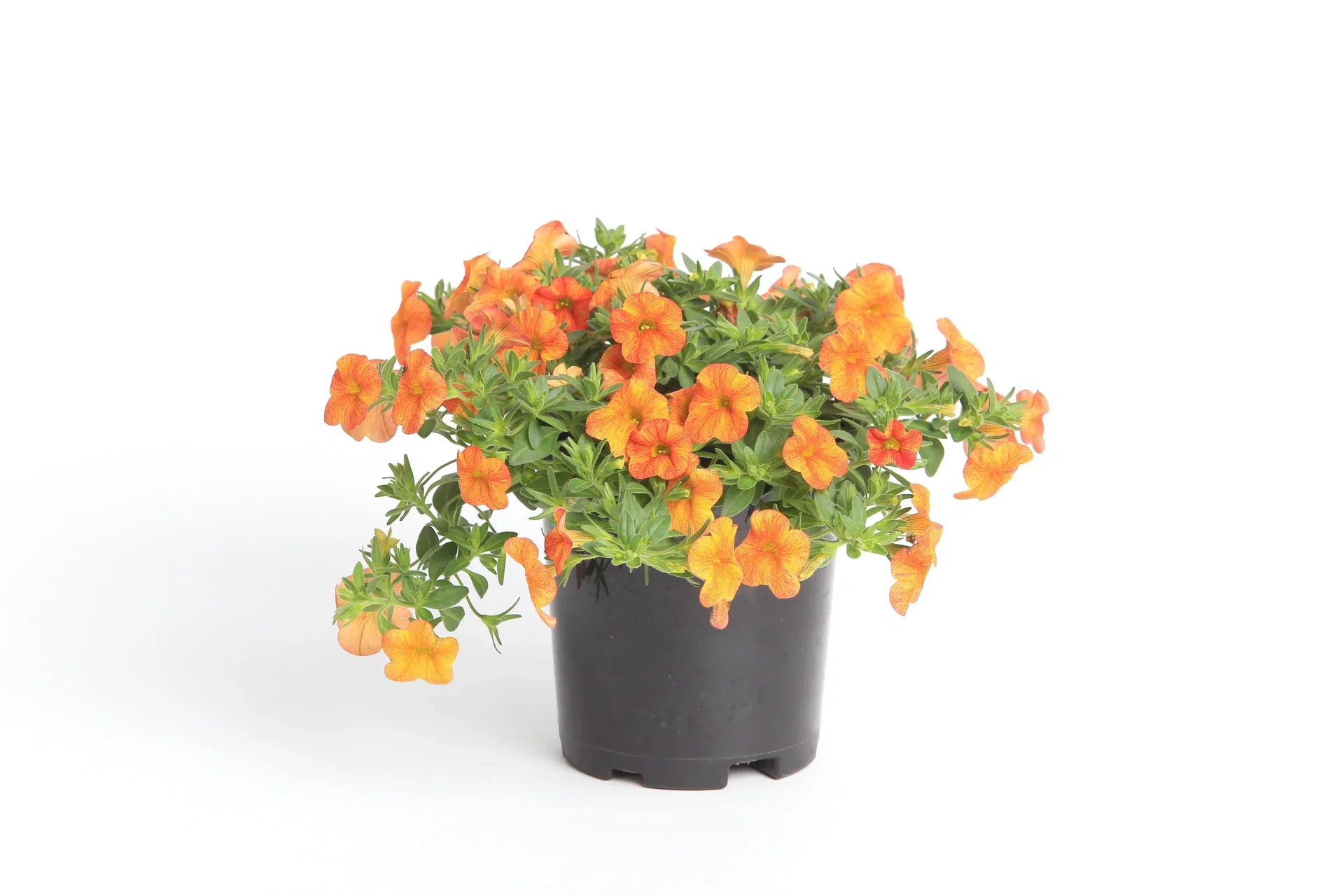 Calibrachoa 'Sunrise' 12 cm Petunia 'Sunrise' Ø12 cm