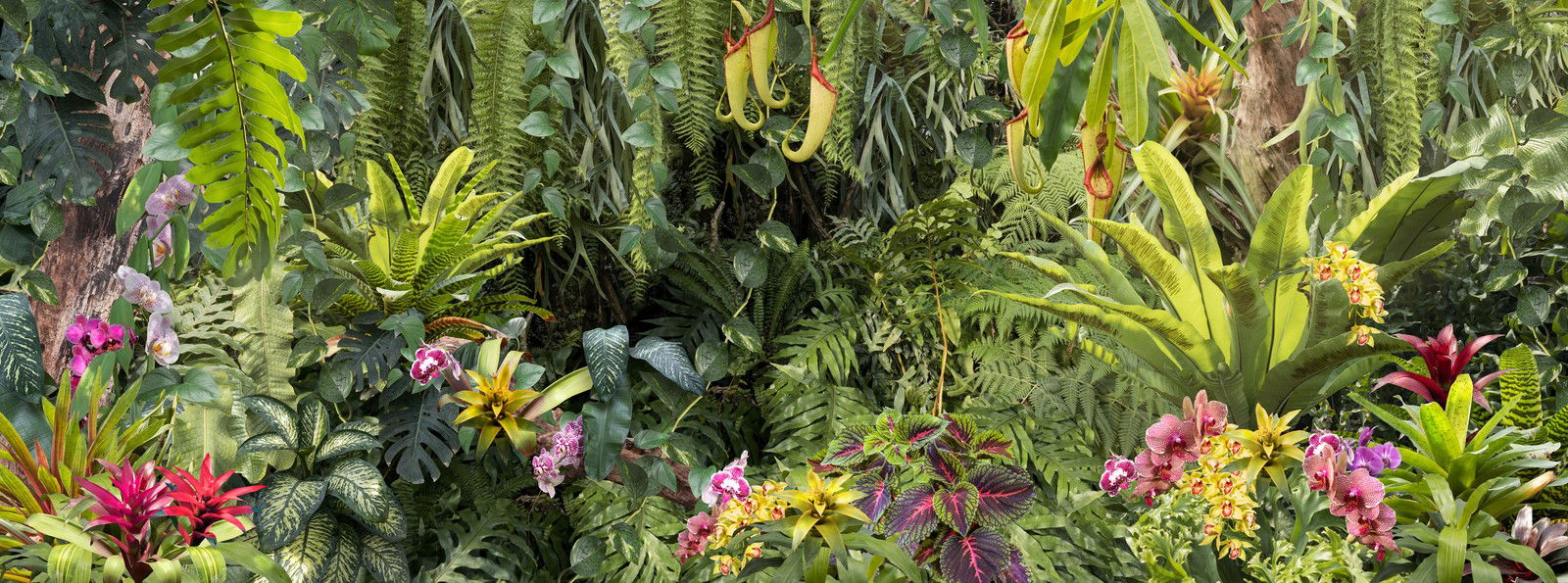 Botanical I by Katalin Vasali - Limited Edition. Edition of: 150. Signed.
