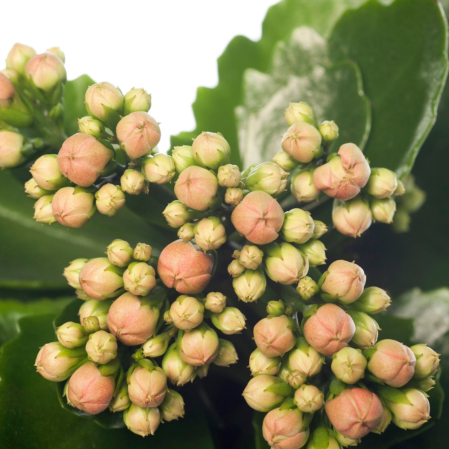 Kalanchoë (Kalanchoë blossfeldiana 'Orange') D 8 H 15 cm