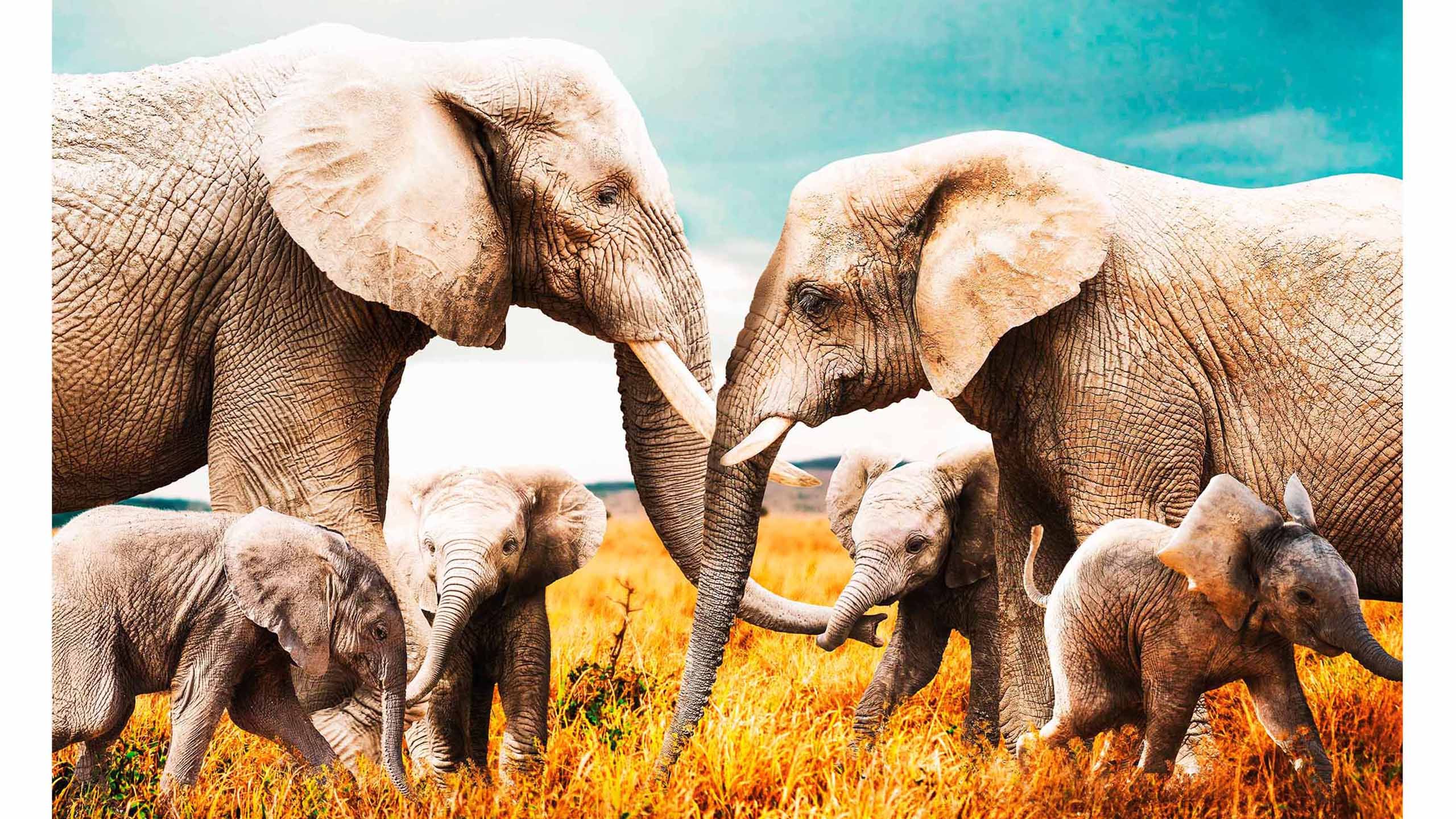 Schilderij Elephant Family 003