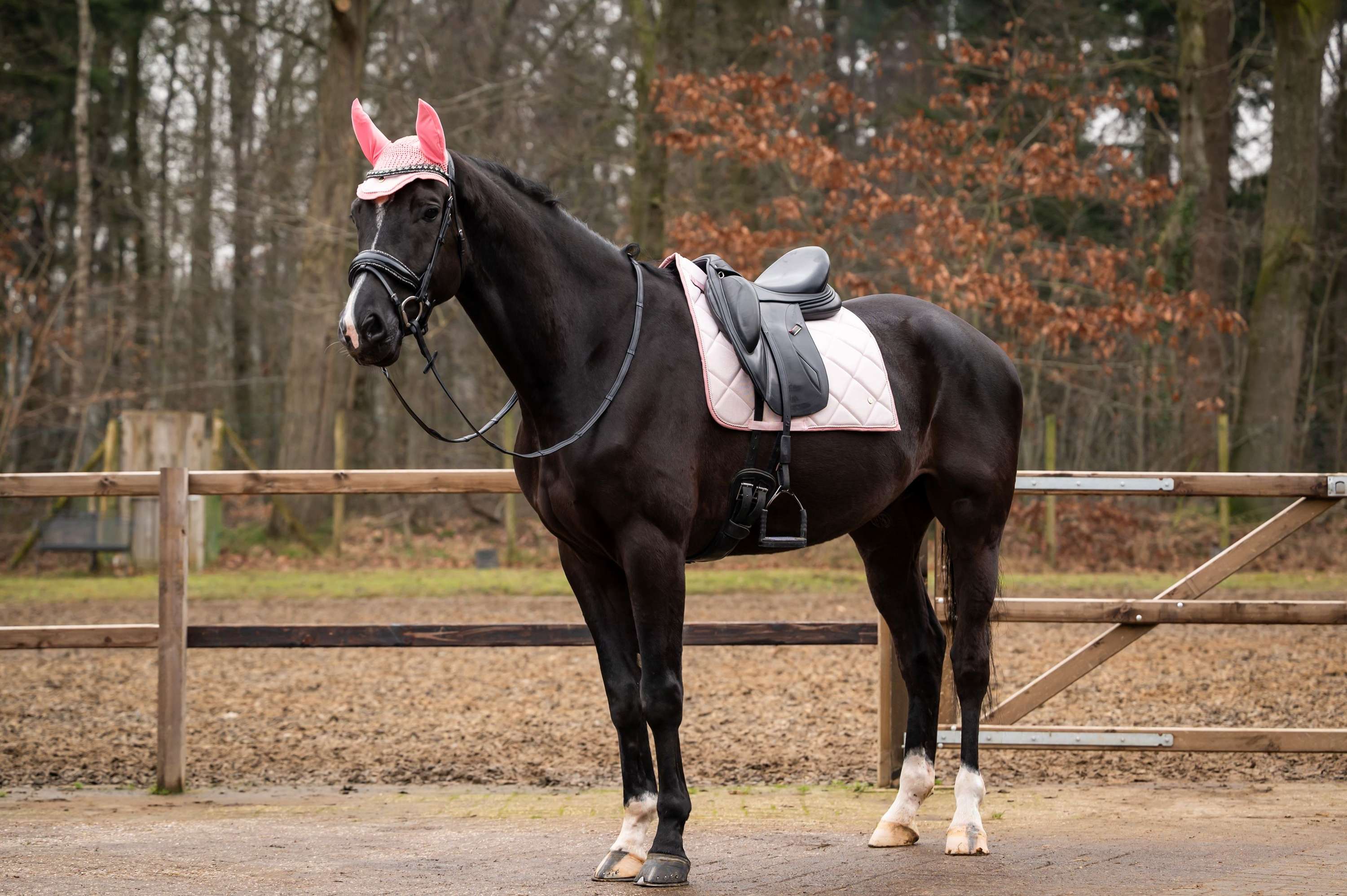 HB Showtime Zadeldekje Spring Dressuur Roze
