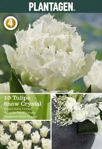Tulipa gesneriana (Fringe flowering Group) 'Snow Crystal' Tulipan 'Snow Crystal'