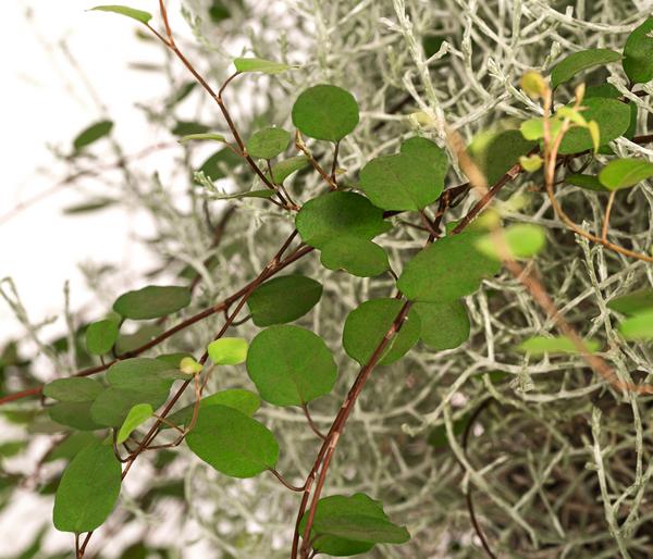 Mueca - Gitterkraut und Mühlenbeckia