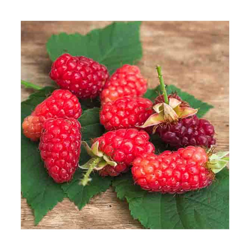 Mûre tayberry bounty berry 'yantay'/rubus tayberry bounty berry 'yantay'[-]pot de 3l - echelle bambou 60/120 cm