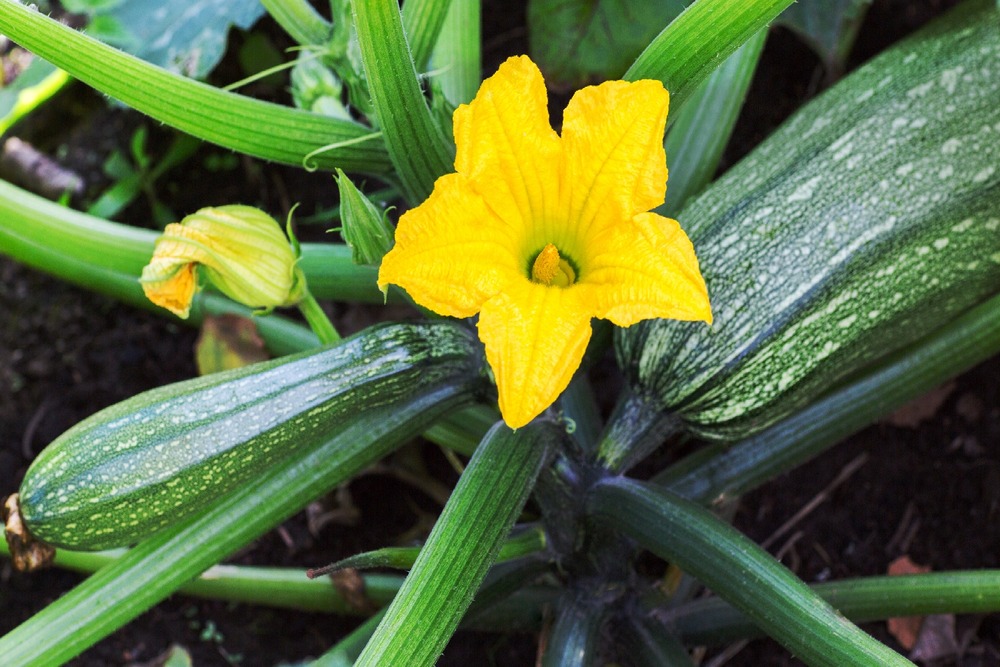 Bio - courgette - nero di milano - 6 graines - cucurbita pepo