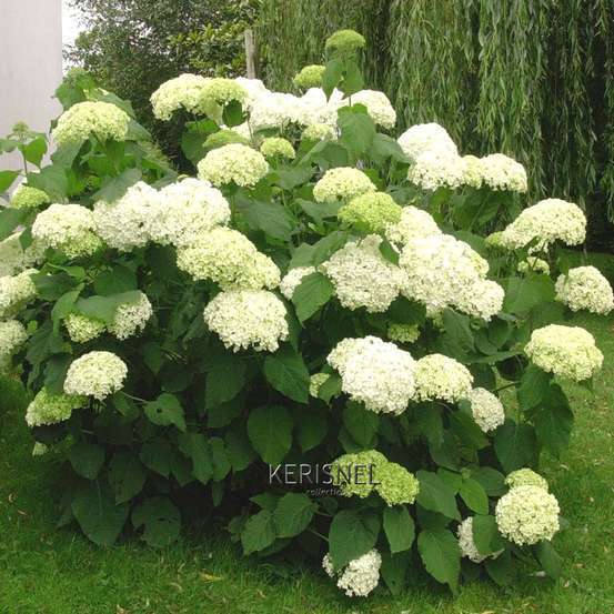 Hydrangea arborescens 'Annabelle', ctr 4 L