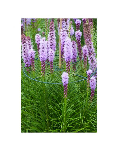 Nature Plantensteun Set 3 Ringen Groen - Klim-En Geleide Artikel