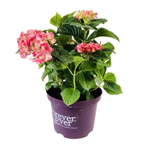 Hydrangea forever and ever C 5L