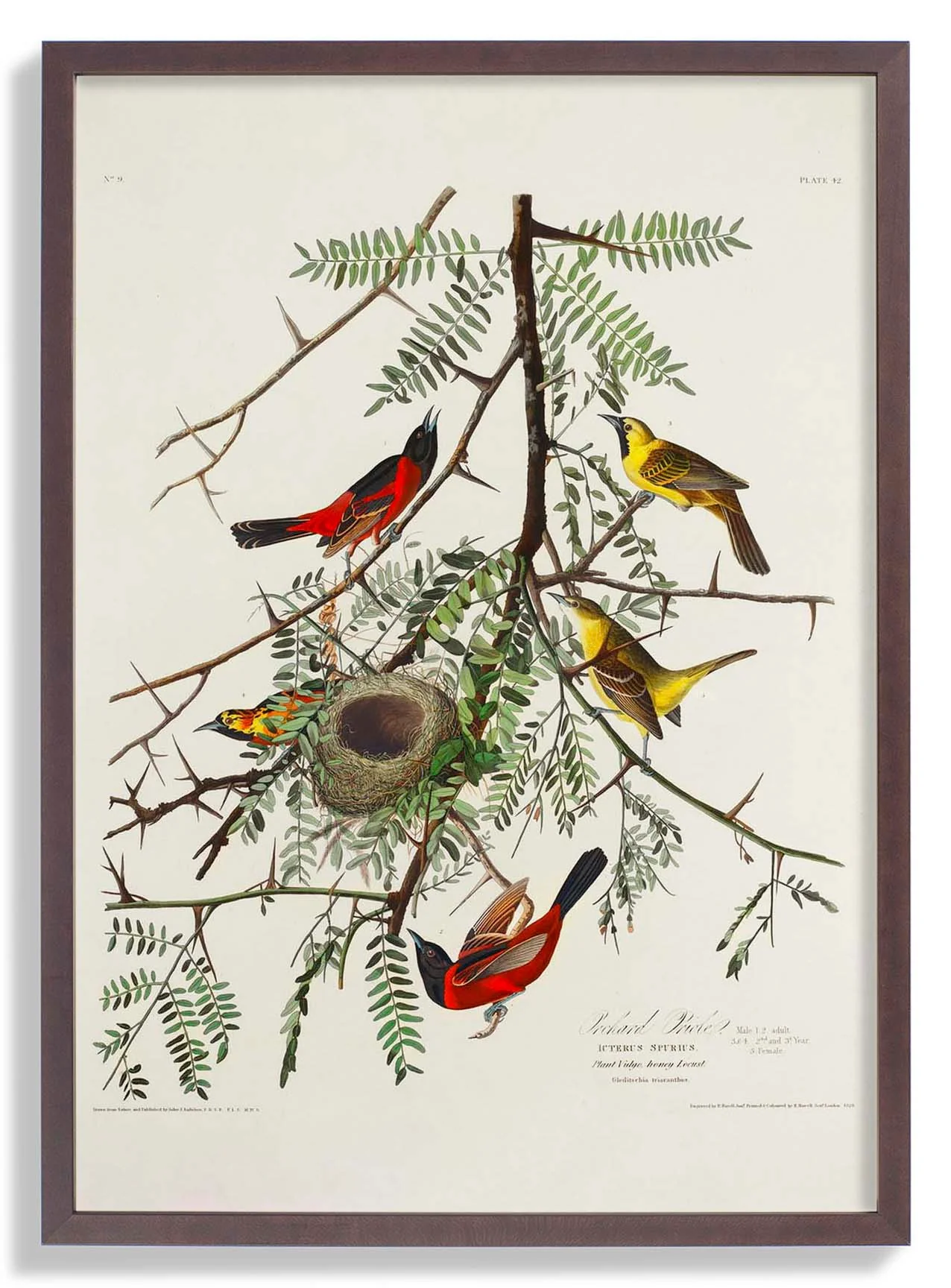 Orchan Criole