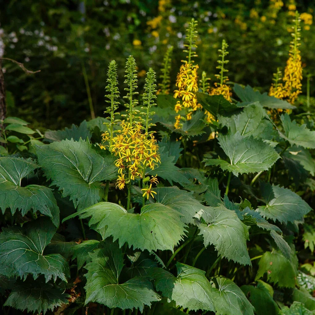 Ligularia przewalskii Aksnøkkeltunge Ø11 cm