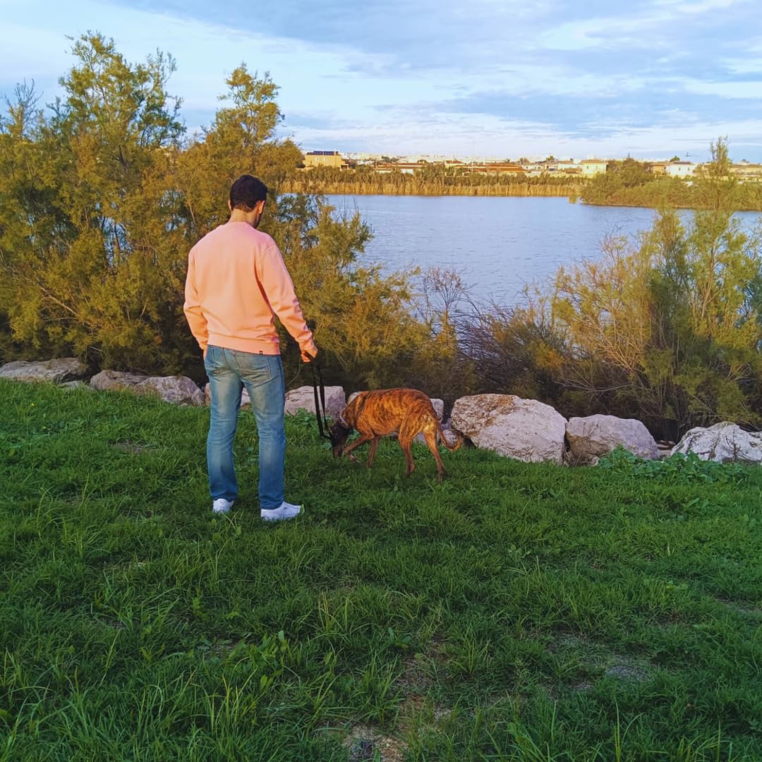 Guia para cães EGV com múltiplas posições e alça dupla de neoprene. Guia para cães que permite o uso com as mãos livres, 2,5 metros de comprimento. (Preta)