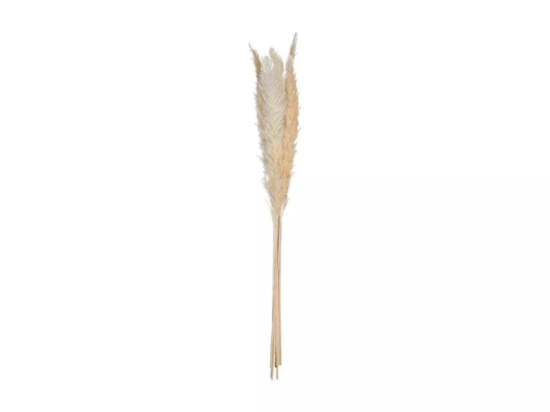 Lot de 6 Fleurs Séchées 