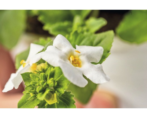 Sneeuwvlokbloem FloraSelf Bacopa x Hybride 'Gulliver Dynamic White' Ø 12 cm pot