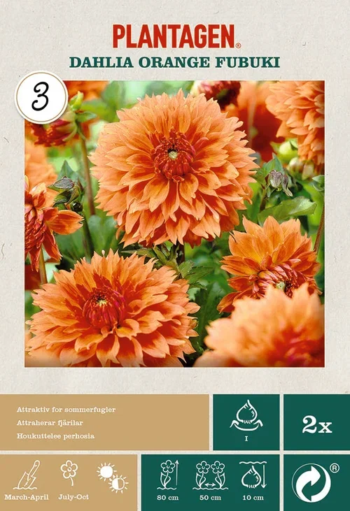 Plantagen Georgine ‘Orange Fubuki’ 2 pk
