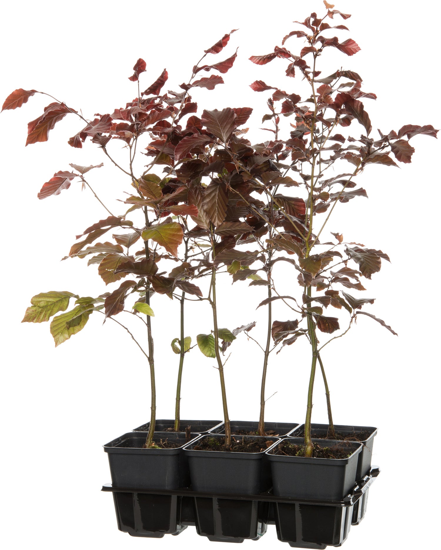 Rode Beuk (Fagus sylvatica 'Atropunicea') D 9 H 60 cm