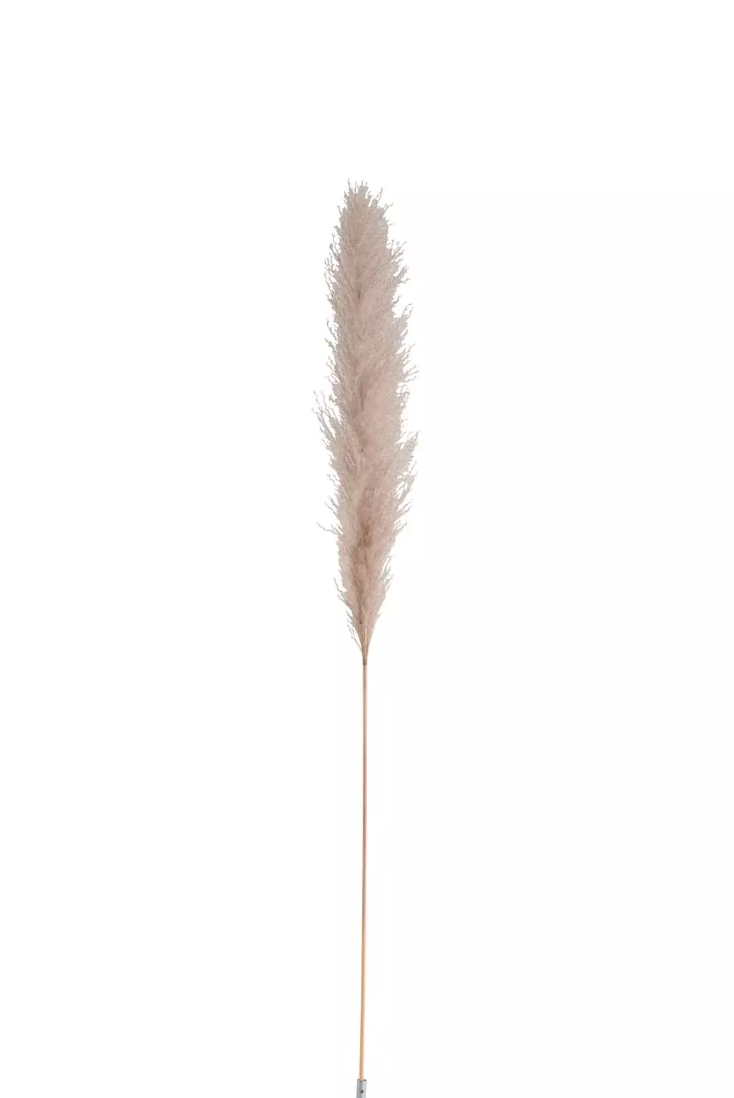 Deko-Zweig Pampasgras 137 cm