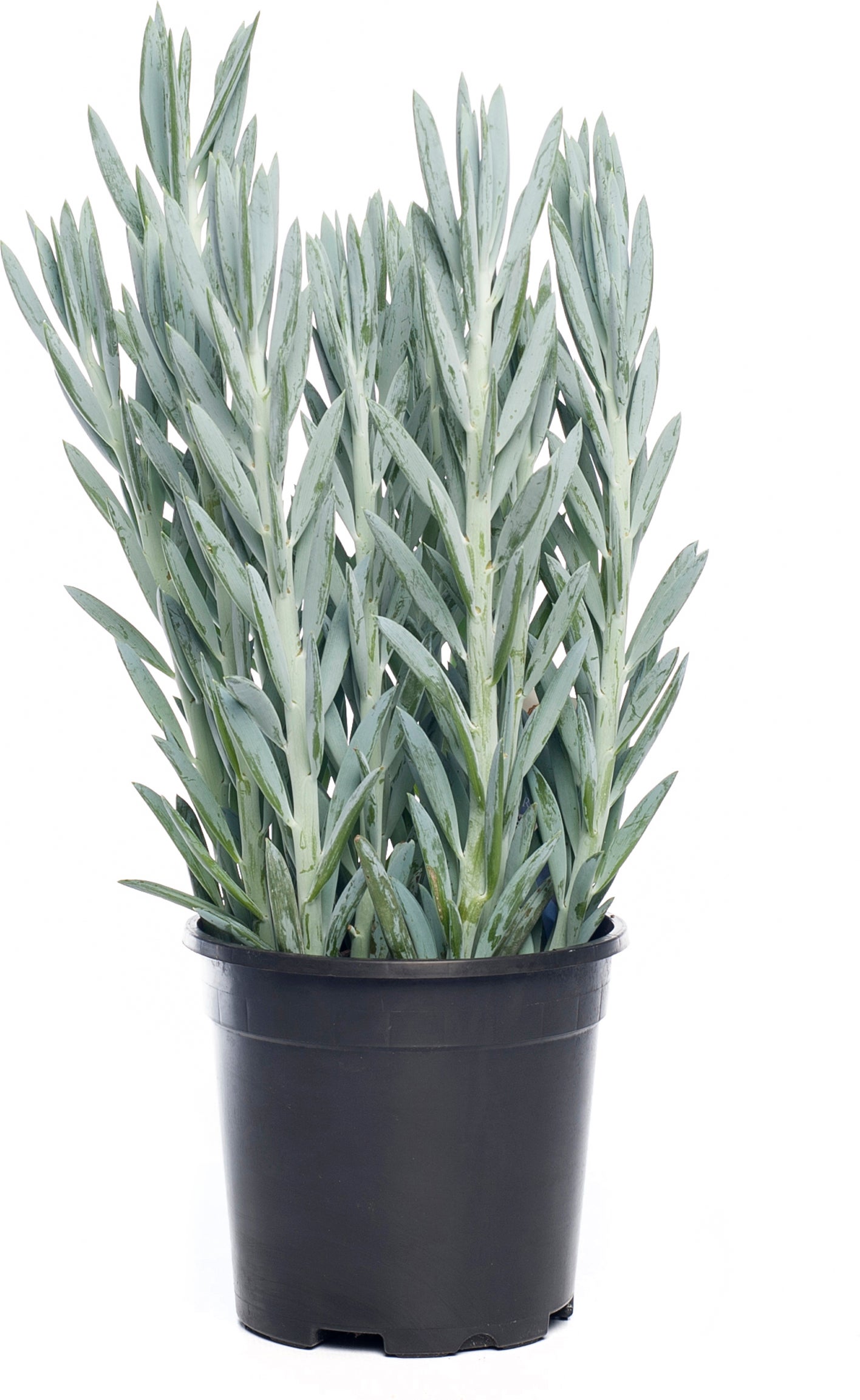 Kruiskruid (Senecio 'Mount Everest') D 17 H 45 cm