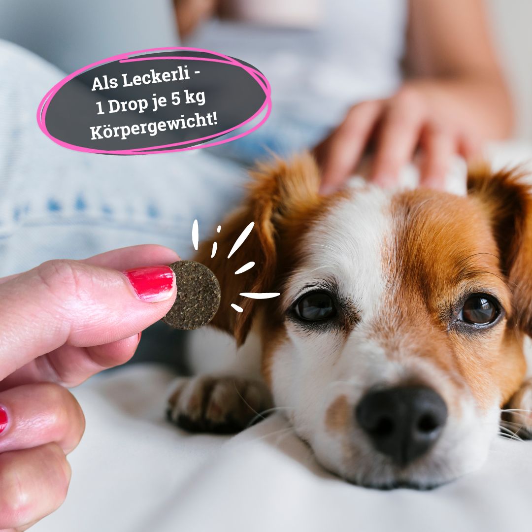 BeG Buddy STAY@HOME Relax Snack für Hunde mit Baldrian, Beruhigung, Silvester