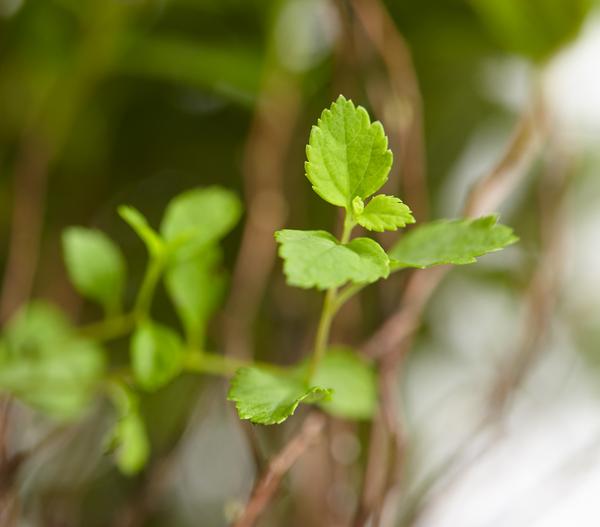 Zwergspiere 'Little Princess'