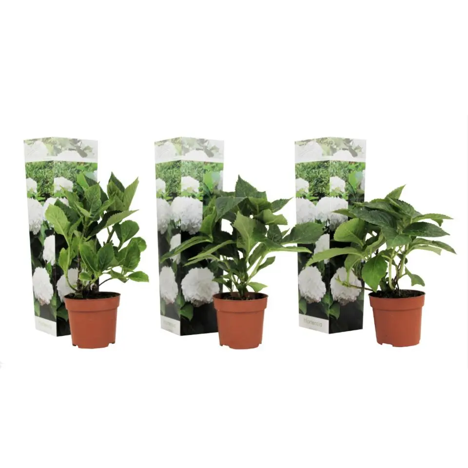 Bolhortensia - Set van 3 - Hydrangea macrophylla 'Wudu' - Hoogte 25-40cm - ⌀9cm