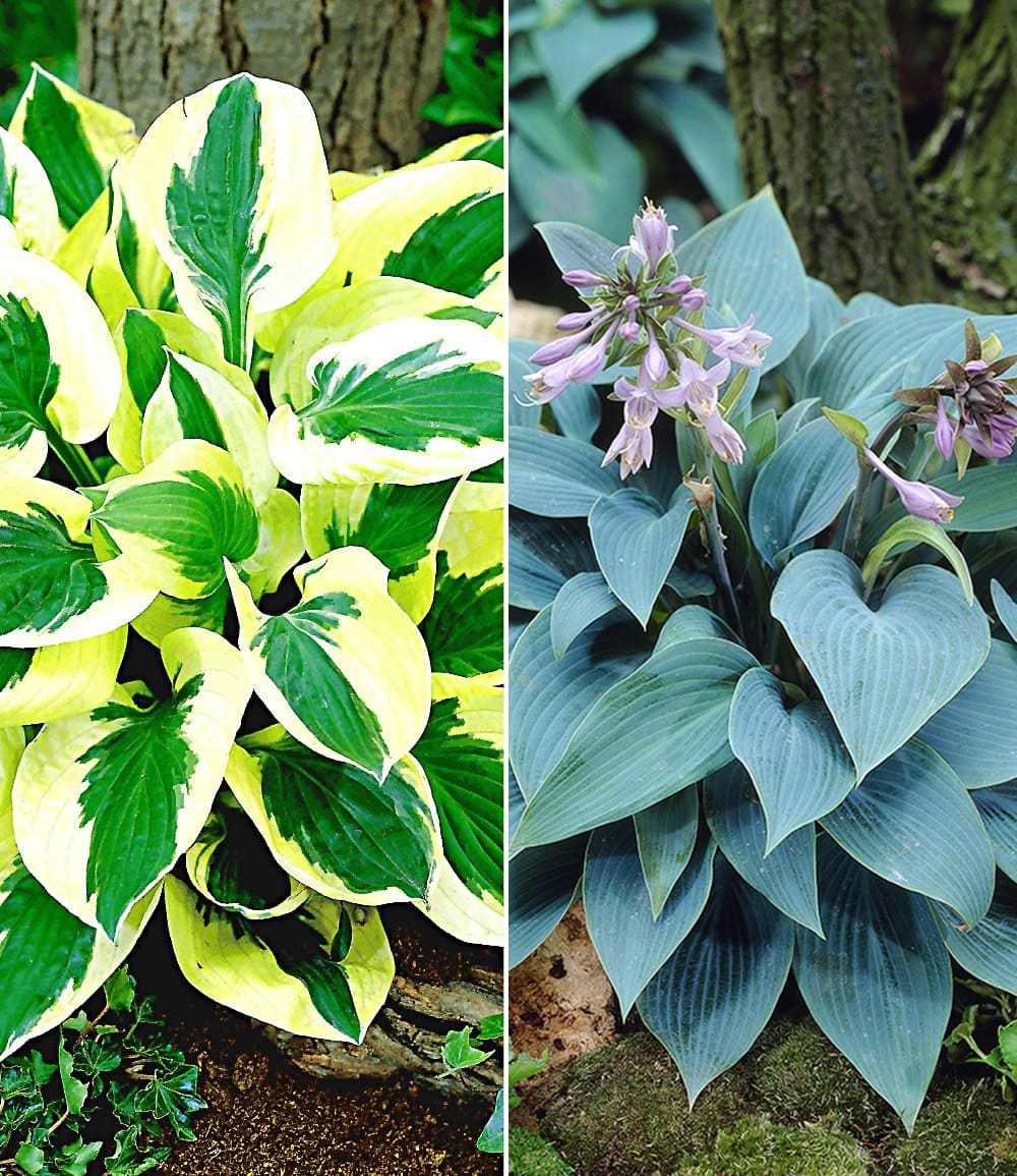 Riesen-Hosta-, Funkien-Sortiment zum Vorteilspreis