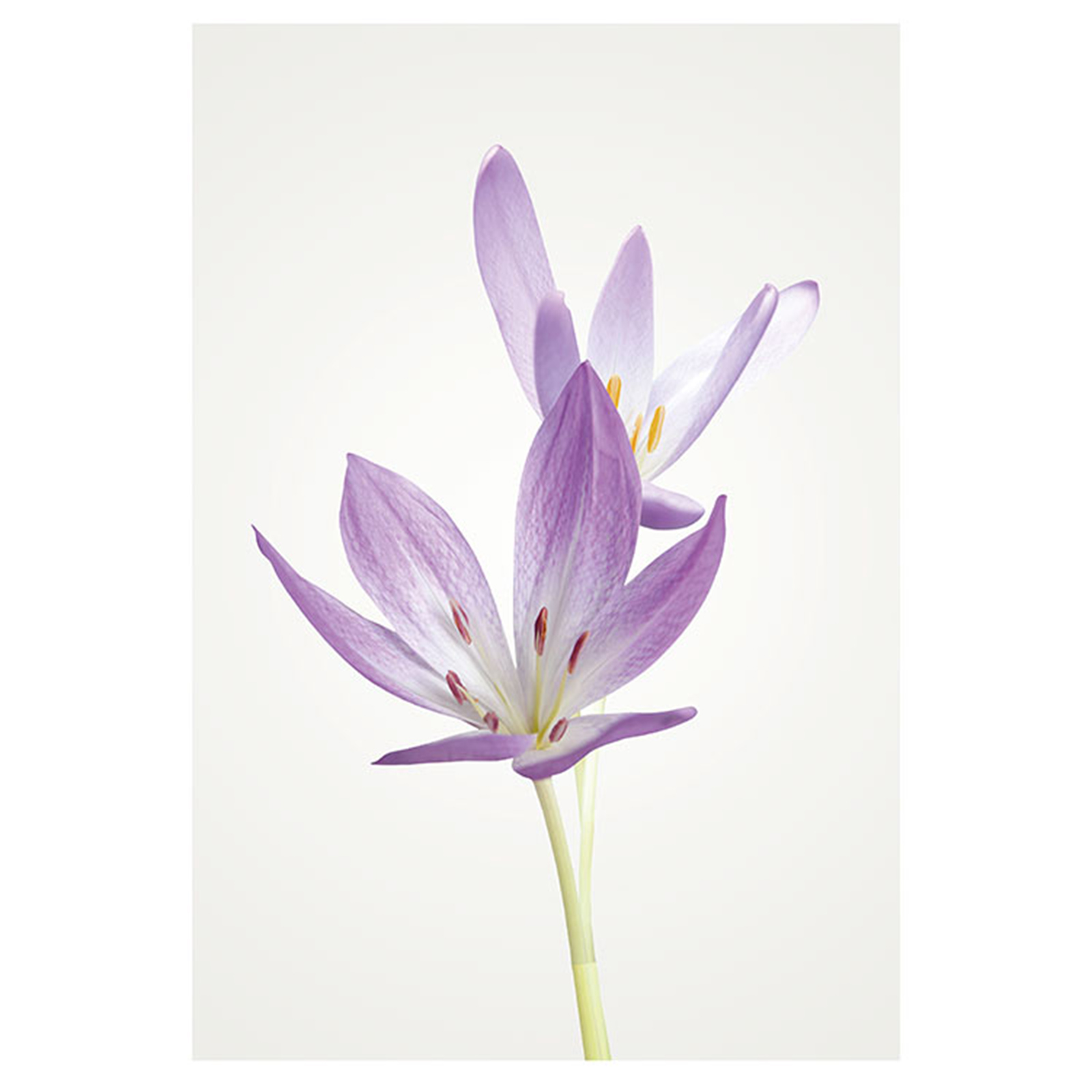 Wandbild AUTUMN CROCUS - lila-weiß-grün - 50x70 cm