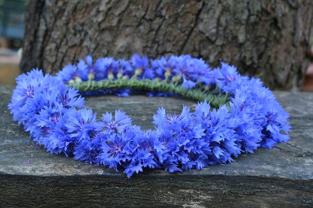Bleuet bleu - 27000 graines - centaurea cyanus