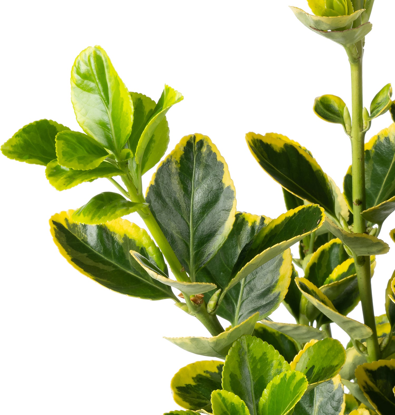 Japanse Kardinaalsmuts (Euonymus japonica 'Aureomarginatus') D 26 H 50 cm