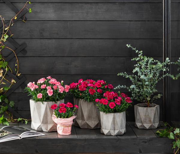 Garten-Nelke, verschiedene Farben