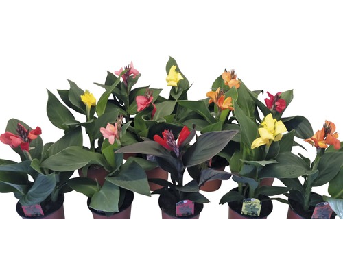 Indiase Canna (Canna indica) H 30-40 cm Ø 17 cm pot diverse soorten