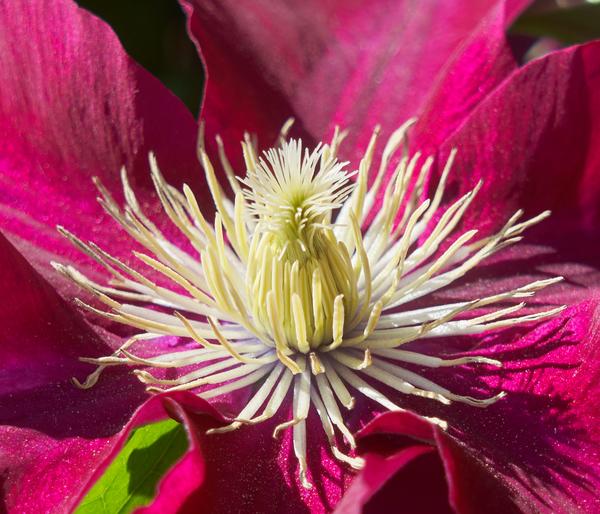 Waldrebe - Clematis 'Elpis'