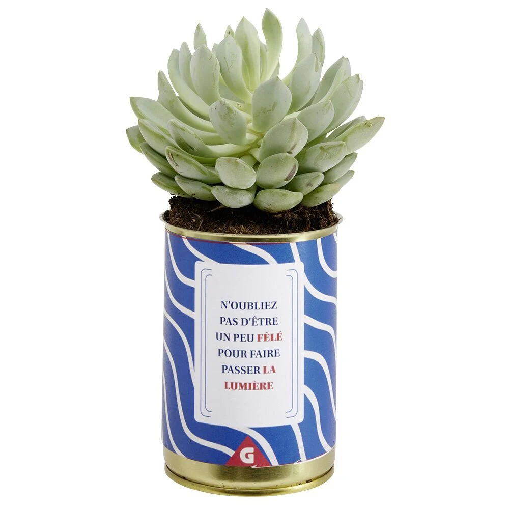 Succulente pot conserve avec message humoristique - 6 modèles