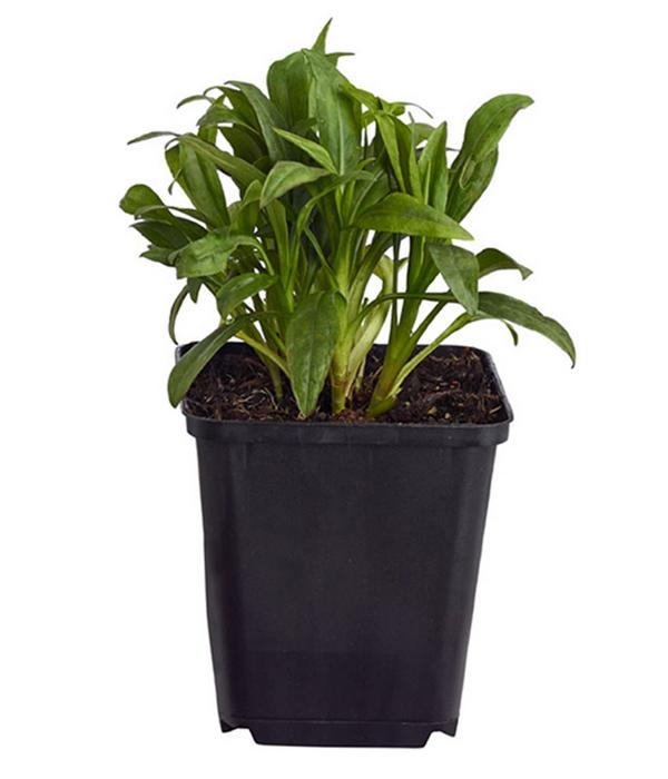 Bio Kissen-Aster 'Schneekissen'