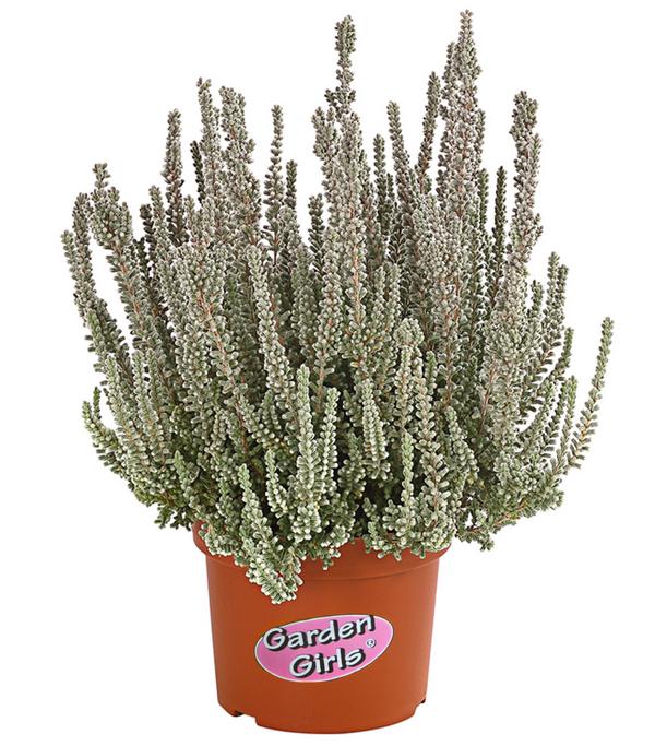 Knospenheide 'Fluffy®'