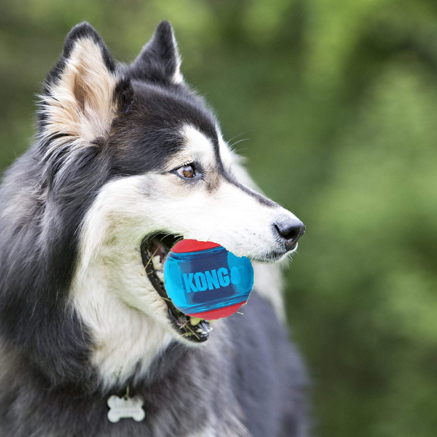 Kong hondenspeelgoed Squeezz Action bal small rood/blauw D 5 cm 3 stuks