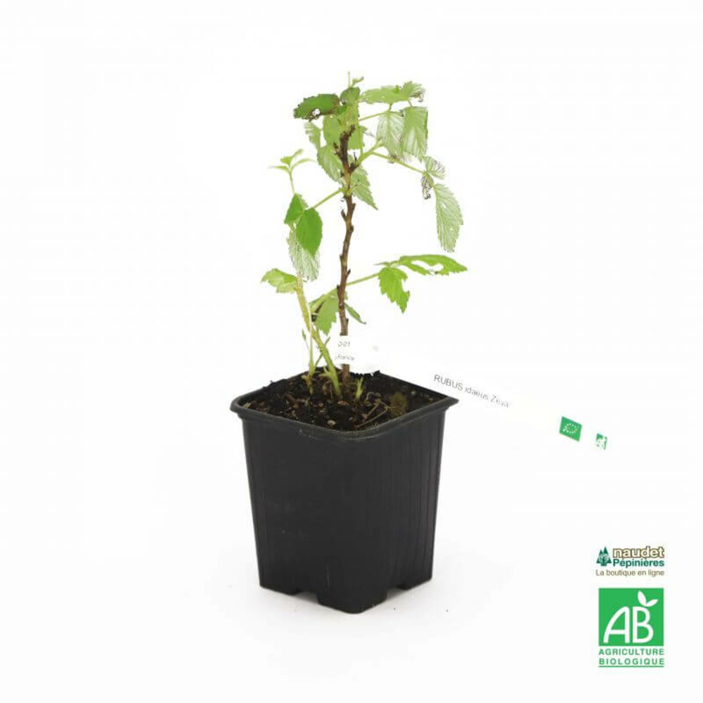 Framboisier rouge 'zeva' bio - godet 9cm