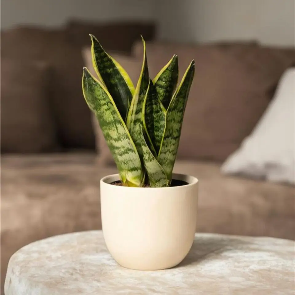 Vrouwentong - Set van 3 - Sansevieria 'Futura Superba' - Hoogte 35-40cm - ⌀12cm
