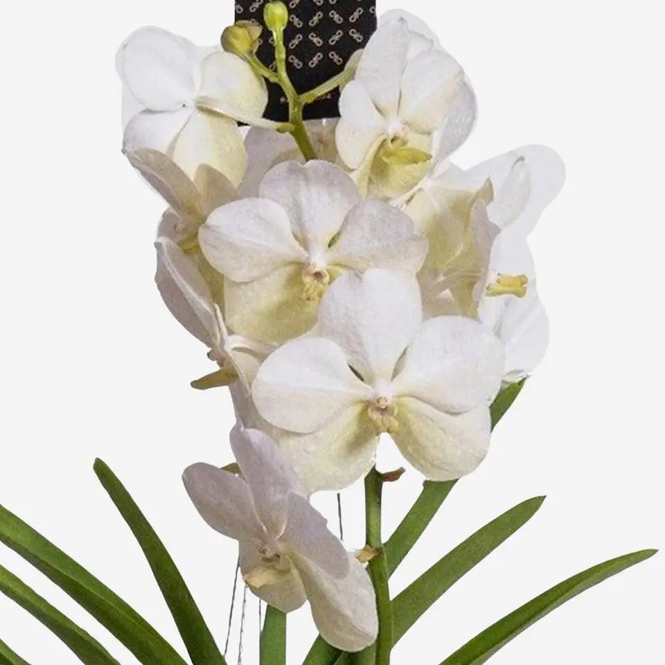 Witte Orchidee L - Vanda 'White' - Hoogte 55-65cm