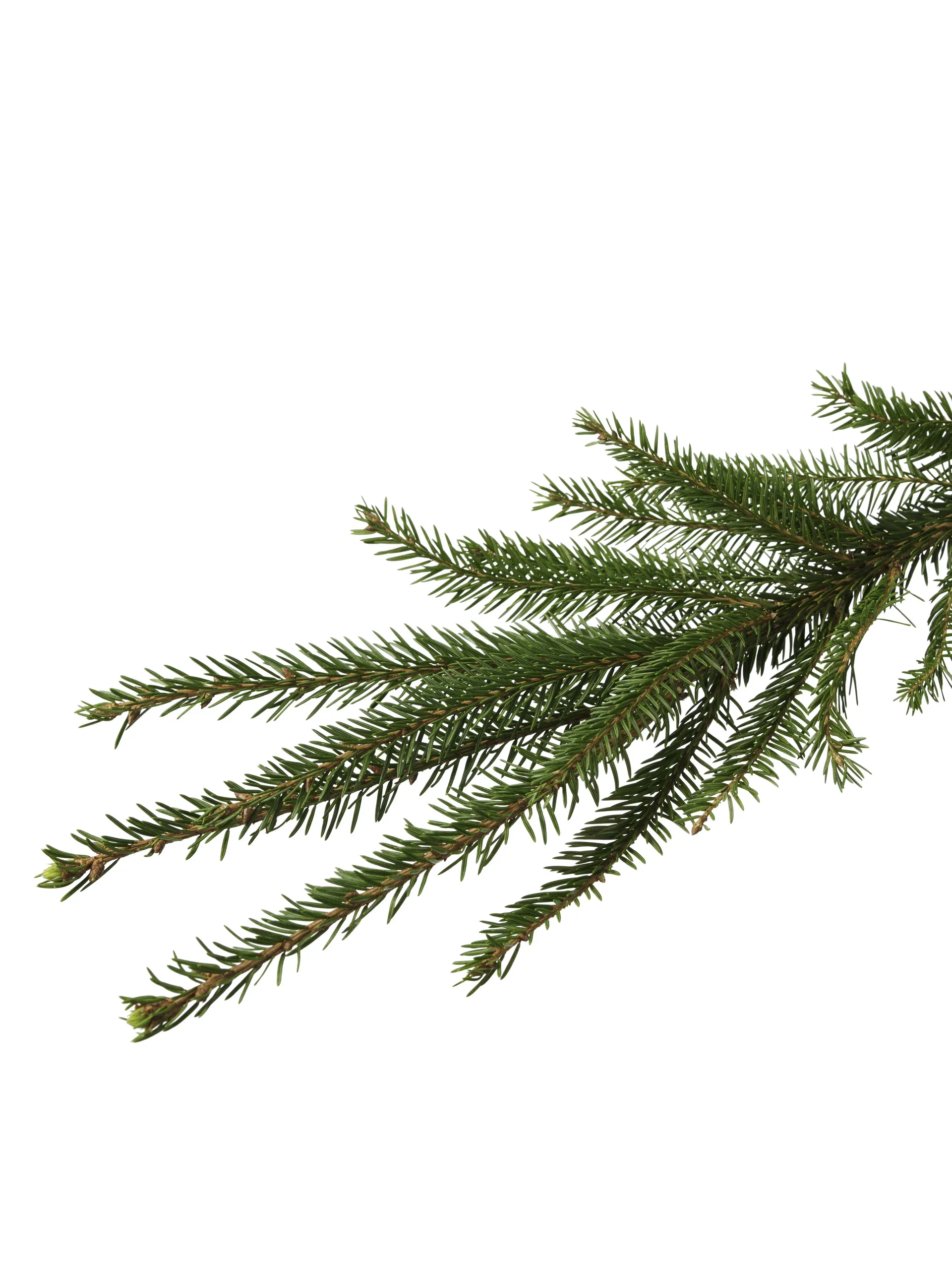 Picea abies Vanlig gran 160-190cm Høyde 160-190 cm