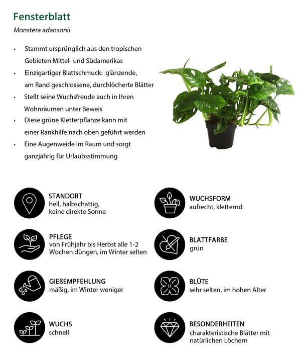 Fensterblatt - Monstera adansonii
