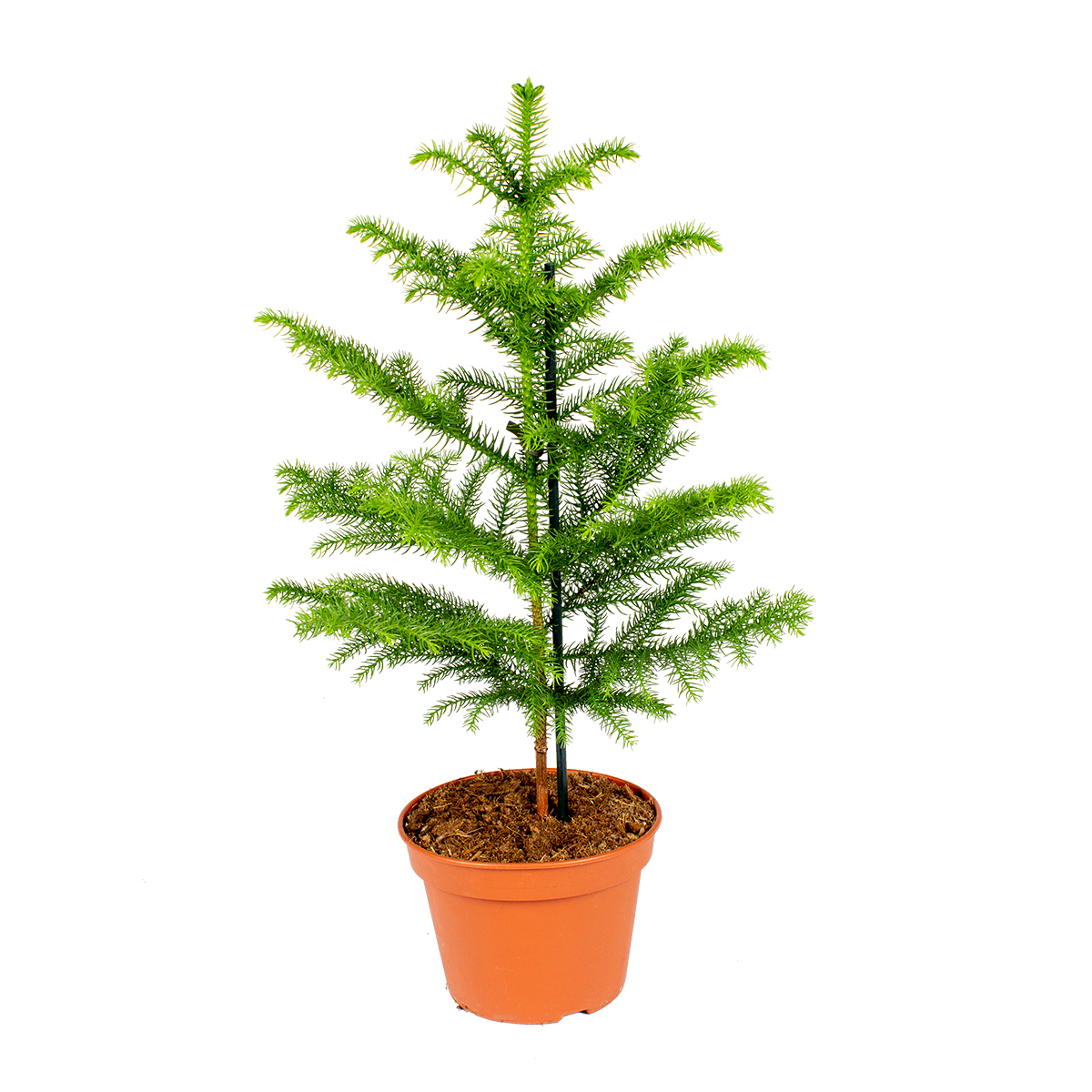 Arbre à singe - araucaria - pot 17 cm - ↕ 60 cm