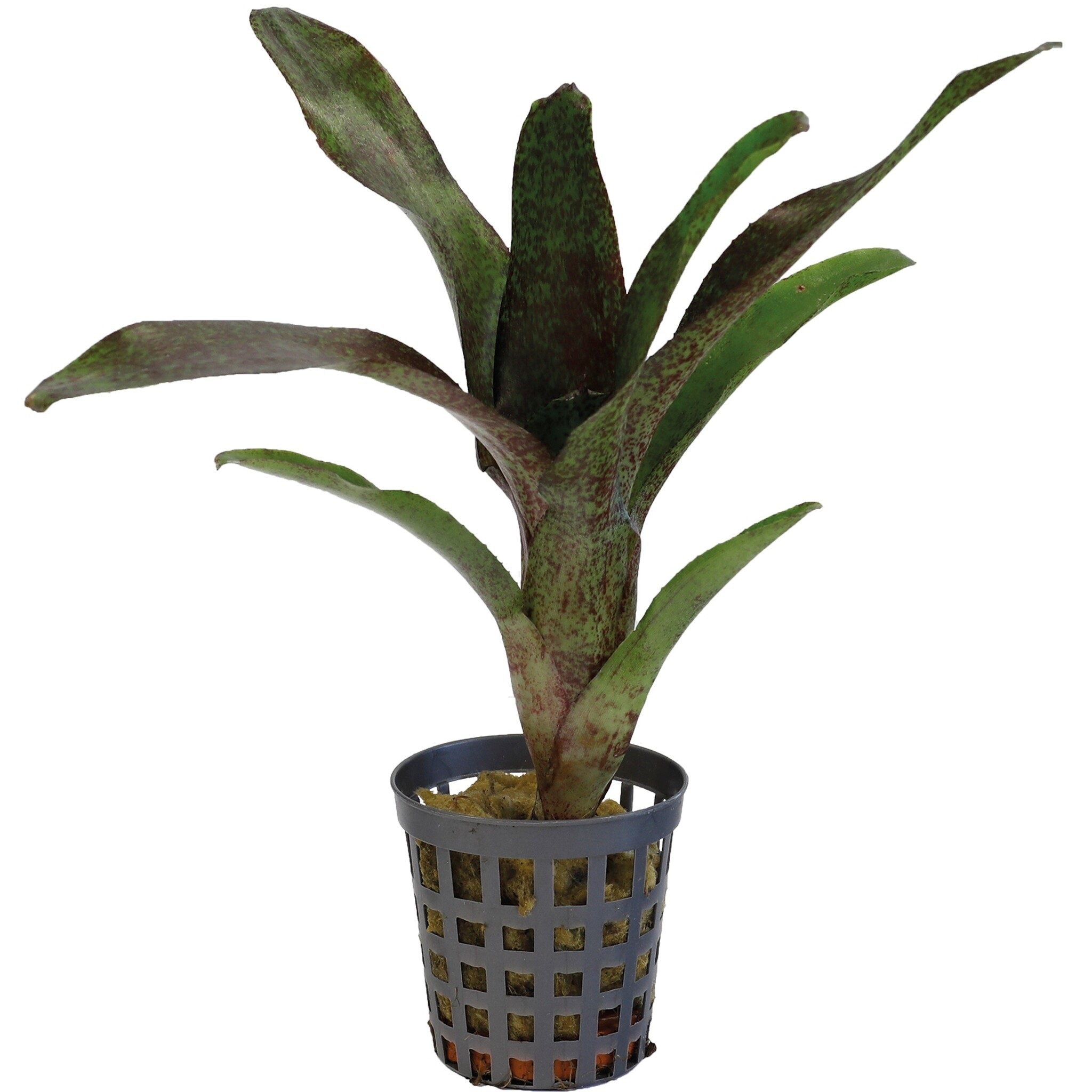Terraplant Neoregelia Atlantis