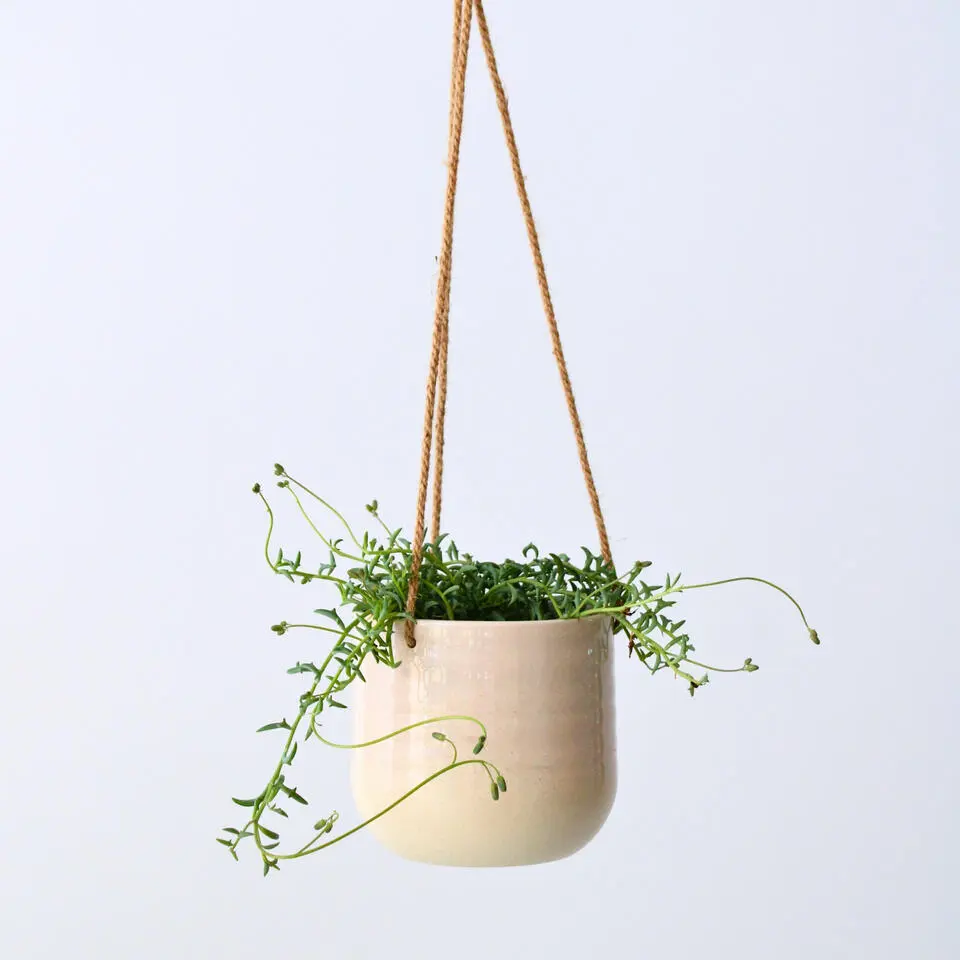 Dolfijnenplant - Senecio peregrinus - Hoogte 10-20cm - ⌀12cm