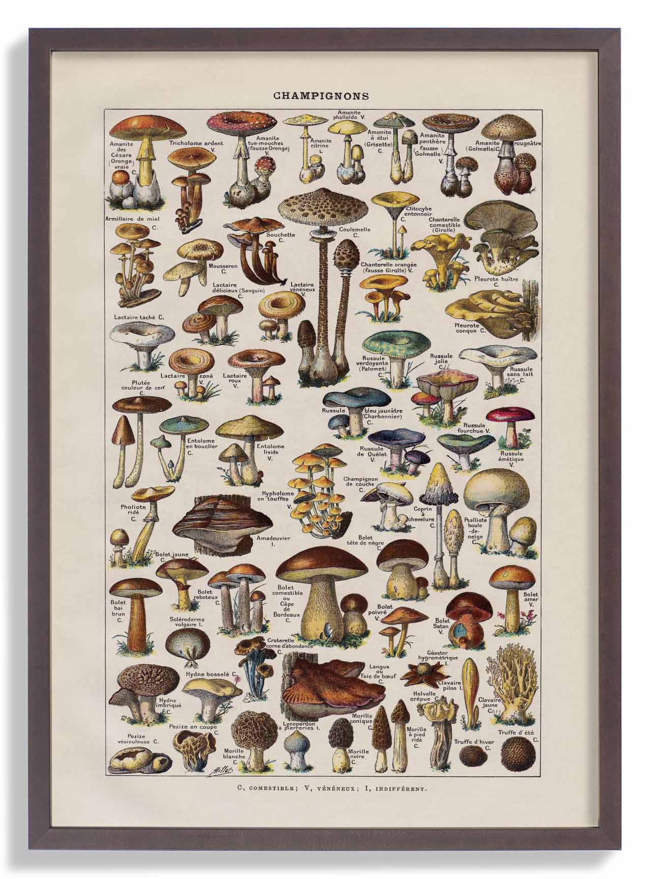 Antiker Champignon von Adolphe Millot