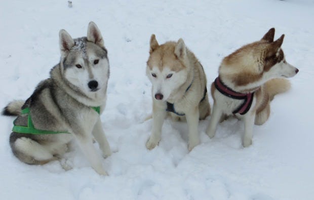 Schlittenhunde Workshop Kulz in der Oberpfalz