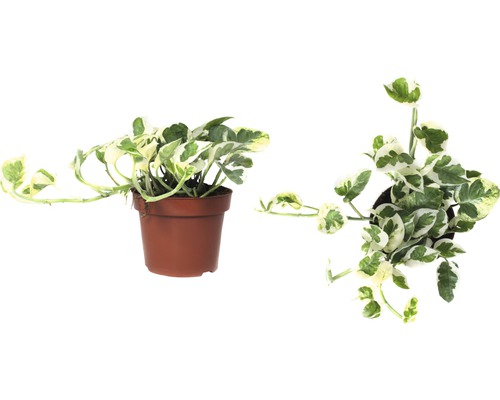 Efeutute FloraSelf Scindapsus pictus 'N'Joy' H 15-20 cm Ø 12 cm pot